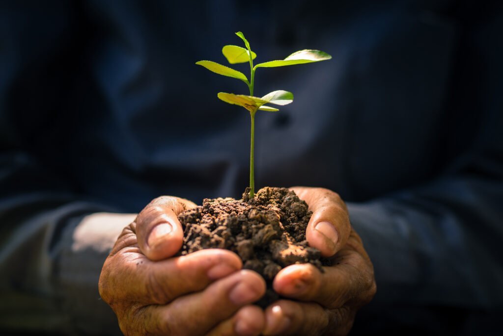 Plant growing on soil with hand holding over sunlight